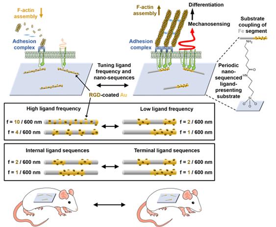생체내 나노코딩 제어 시스템의 모식도