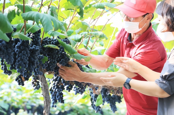 노지 포도 수확 장면