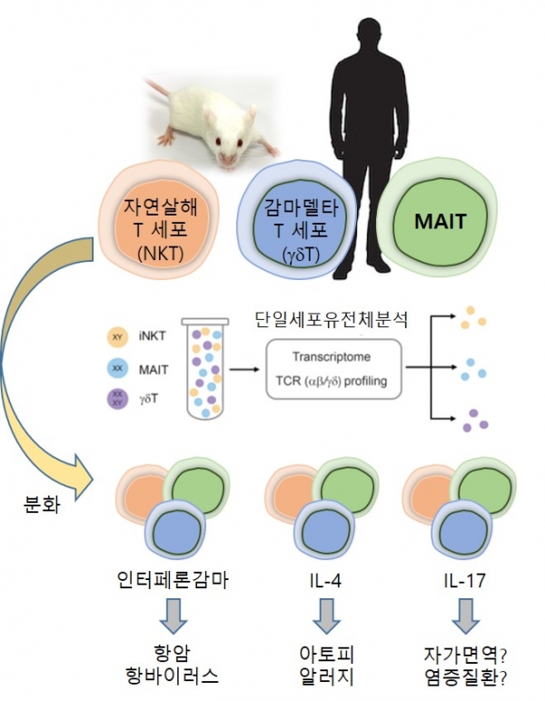 사람과 생쥐의 선천성 T세포 분화 모식도