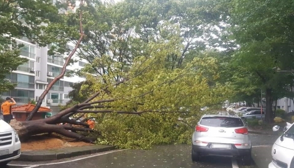 제9호 태풍 마이삭의 영향으로 대전 서구 갈마동 한 아파트 단지의 나무가 쓰러졌다. / 대전소방본부 제공