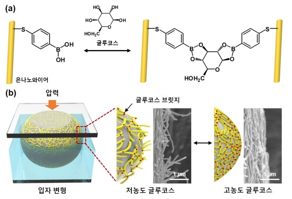 글루코스 측정 메커니즘 및 센서 작동 모식도