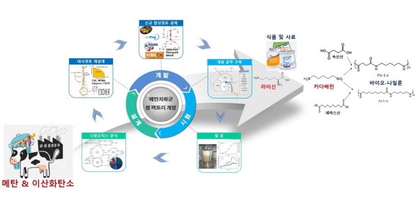 메탄자화균의 개량 및 이를 이용한 메탄 유래 라이신 및 카타베린 생산 전체 개념도
