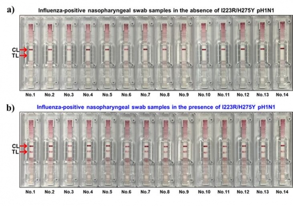인플루엔자 양성 임상 검체 내 다제 내성 바이러스 접종 검출 여부 실험 결과. 인플루엔자 양성 검체와 다제 내성 바이러스의 혼합 조건에서도 다제 내성 바이러스의 존재 여부 확인이 가능하다.
