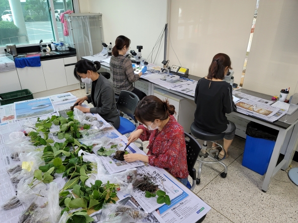 화아분화 검경장면