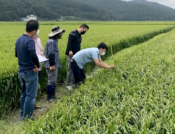 지난 16일 군 농업기술센터 직원들이 소원면 의항3리의 한 논에서 벼멸구 예찰활동을 하고 있는 모습.