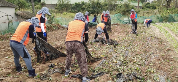 수확철 농촌일손돕기 봉사 모습