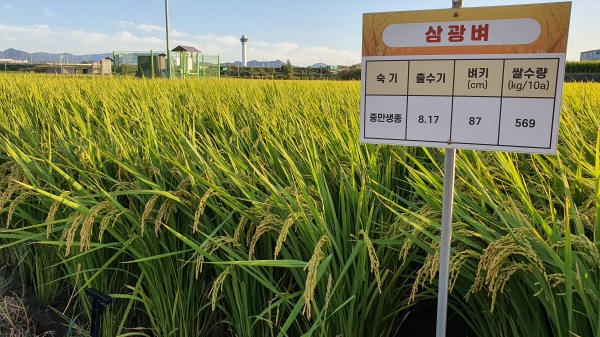 농업기술센터 벼 시험포장 사진