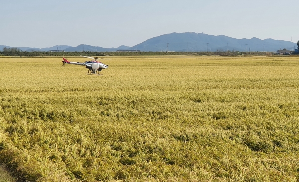 서천군, 무인헬기를 활용한 헤어리베치 파종 시연