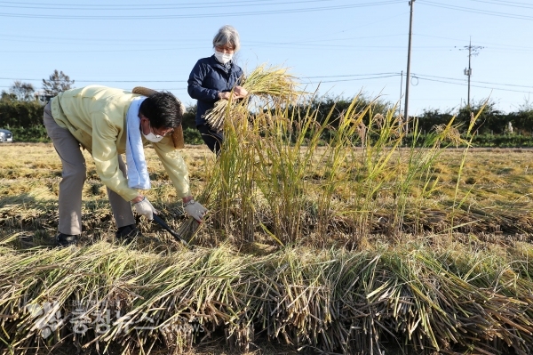벼 베는 양승조 지사