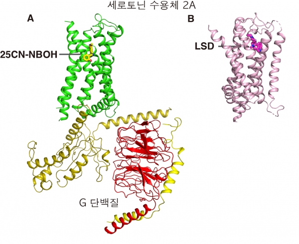 세로토닌 수용체와 환각물질(LSD 그리고 25CN-NBOH)과의 결합구조.