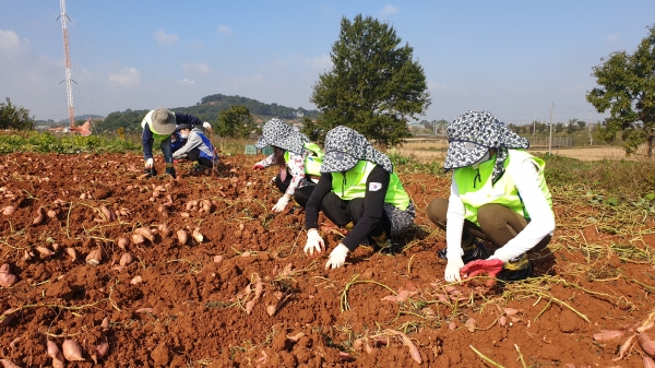 지난 18일 봉사단체 사계절(대표 서정학)과 당진시 석문면 보덕포로 738 인근 고구마밭에서에서 454㎡(1500평) 면적의 고구마 수확 일손지원 모습