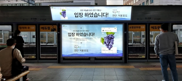 지하철 매체에 게시된 천안 거봉포도 홍보 이미지