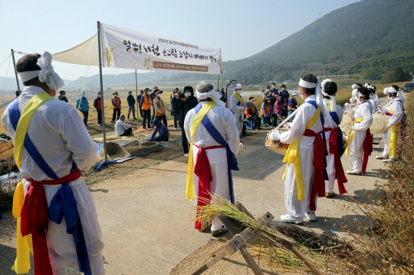 서천군, 논 그림 조성지 벼 베기 행사 진행