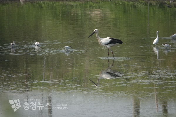 대만 서남부 타이난 지역 양어장에서 관찰된 황새 ‘광시’(출처 대만 탐조가 謝孟翰(Meng-Han Hsieh))