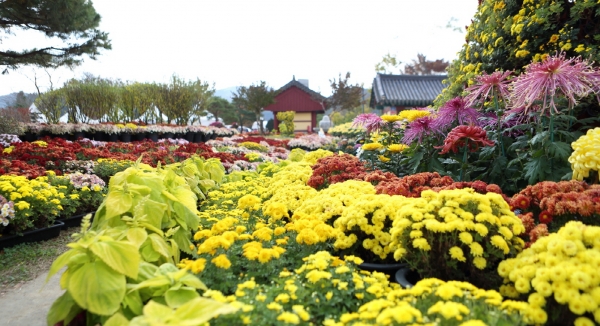 지난해 제7회 옥파 국화 전시회 모습.