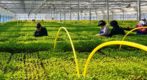 청양군  11월 10일까지 내년 고추모종 신청접수