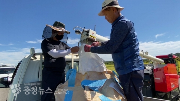 고대면 슬항리 채종포에서 벼를 수확하고 있다.