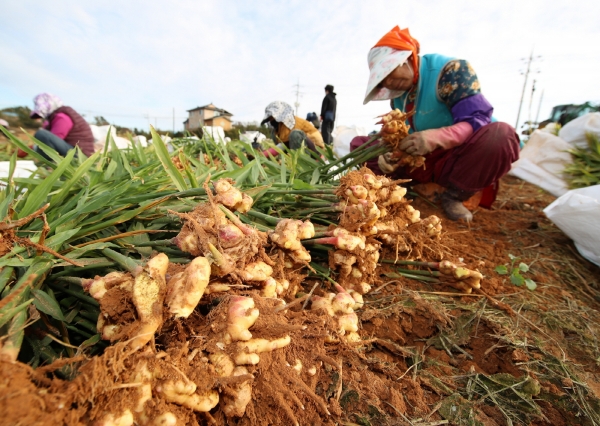 태안읍 남산리에서 생강을 수확하고 있는 모습.