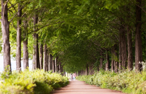 정안 메타세쿼이아길
