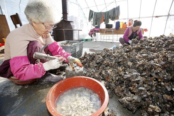 태안군 이원면 굴 양식장에서 삼동어촌계원들이 굴 채취를 하고 있는 모습.