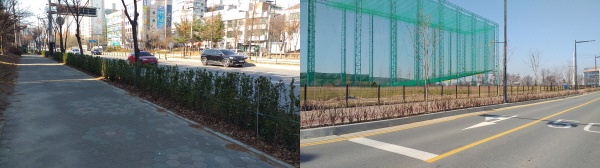 (좌) 불당대로 사철나무 식재, (우)성성지구 화살나무 식재
