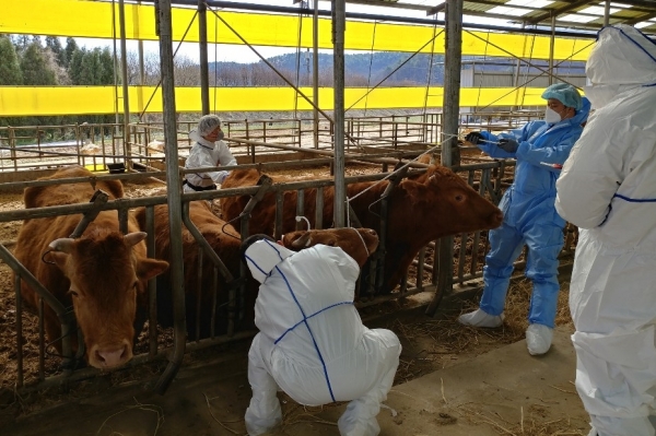 구제역 검사를 위해 한우 채혈하는 보건환경연구원 직원.