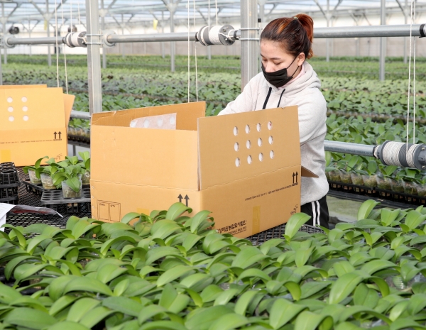 호접란 미국수출 준비 모습