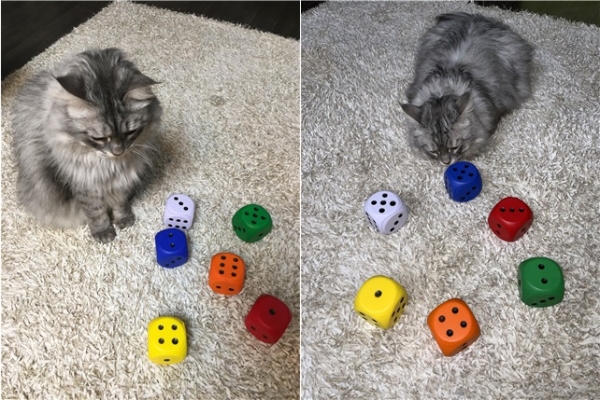 다양한 동물의 행동에서 관측되는 숫자 감각을 묘사하는 모습