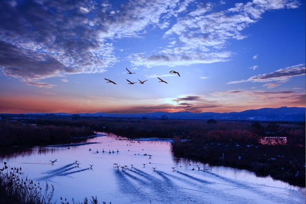 천수만 철새도래지