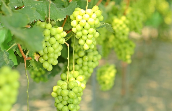 신선농산물 수출 효자품목인 샤인머스캣