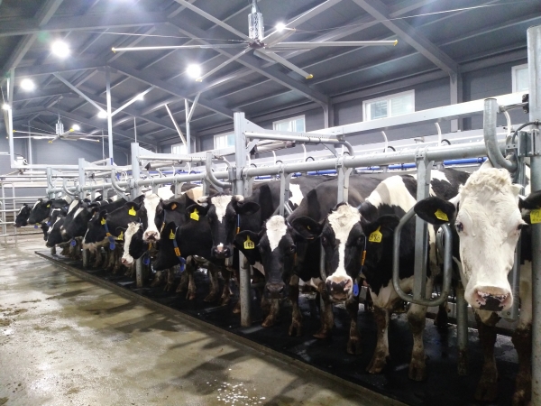 지난해 축산분야 ICT 융복합 지원(착유시설) 사업 장면