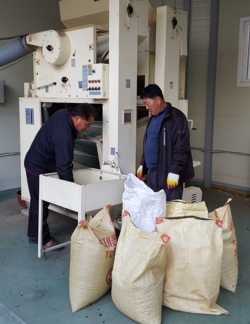 콩 선별기 사용 모습