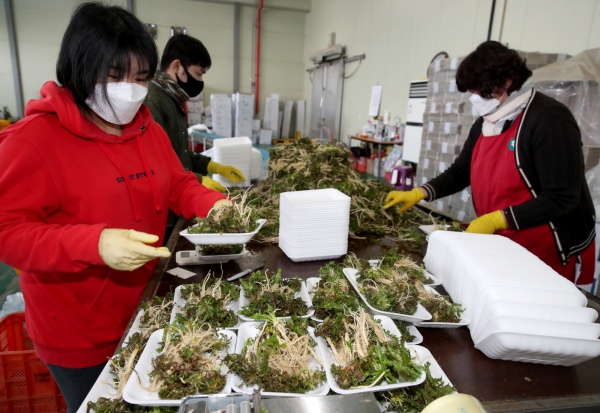 냉이 선별 작업 모습