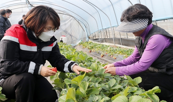 이연희 의장(왼쪽)은 해미면에서 딸기를 재배하고 있는 농가를 방문해 출하가 한창인 현장을 둘러봤다.