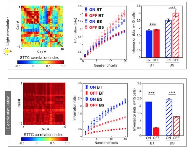 빛 자극(위)과 전기 자극(아래) 후 신경 신호 일관성 변화 및 정보 전달 분석결과