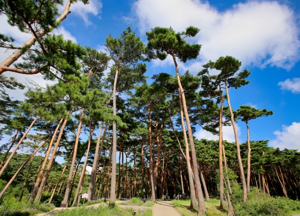 한국관광100선 안면도(안면도자연휴양림)