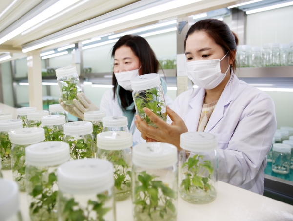 군 농업기술센터 조직배양실에서 고구마 조직배양묘를 관리하고 있는 모습,