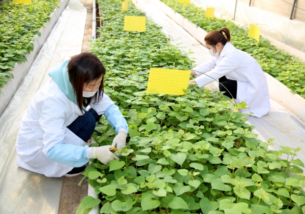 고구마묘 증식용 시설하우스에서 고구마 조직배양묘를 재배하고 있는 모습.