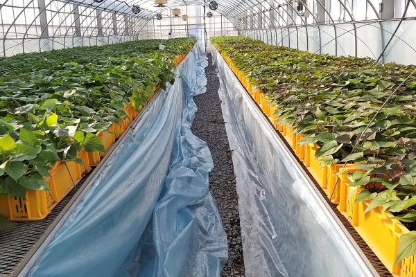 서산시농업기술센터 내 무병묘 육묘 하우스