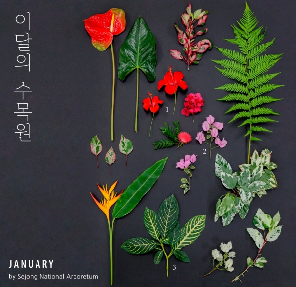 국립세종수목원 이달의 식물