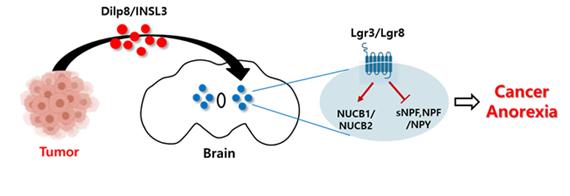 암 발생에 의한 섭식장애 발병 기전 모델