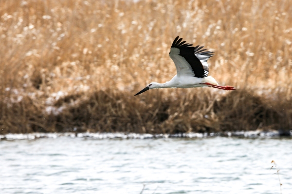 충남 서산시 천수만에 환경부 멸종위기 야생생물 Ⅰ급이자 천연기념물 제199호인 황새가 화려한 비상을 뽐내고 있다.