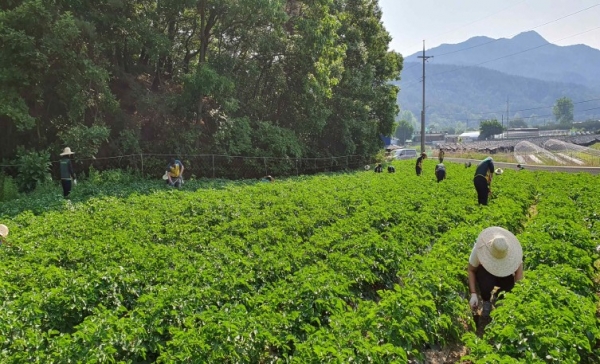 지난해 정생동 행복나눔농장에서 잡초제거 봉사활동을 진행한 중구청 공무원