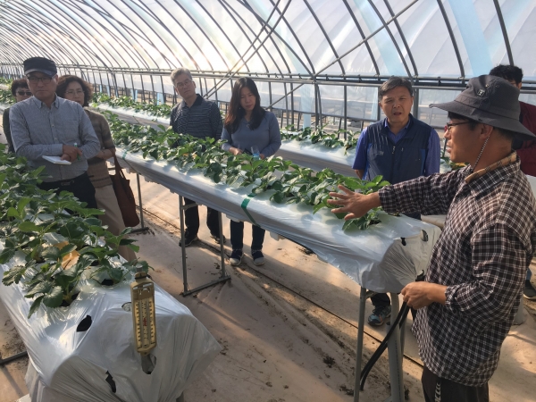 귀농인 대상 딸기 현장교육 실시 모습
