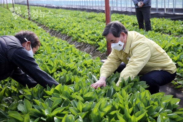 노박래 서천군수, 소면적 고소득 작목 산마늘(명이나물) 재배현장 방문
