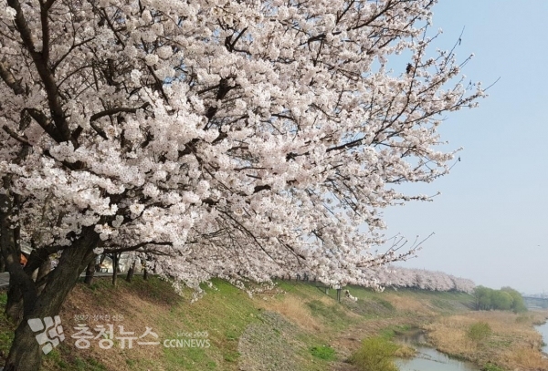 세종시 6~7일 조치원 봄꽃축제