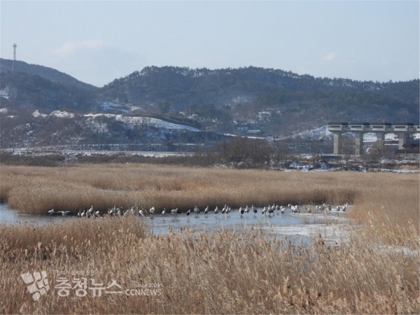 보령시 보령호에서 관찰된 월동 황새 무리 65마리 휴식모습과 비행모습(예산황새공원 촬영)