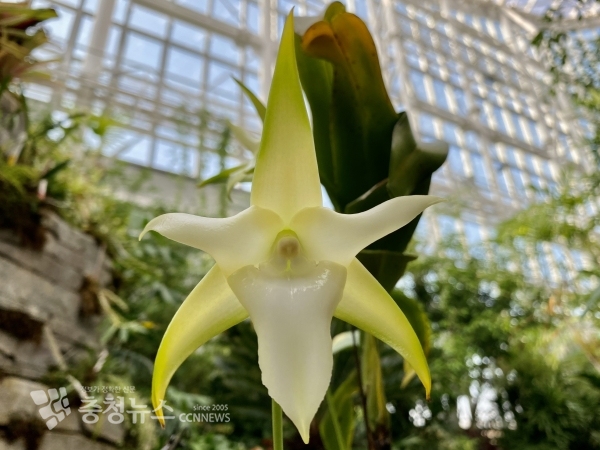 별 모양을 닮은 다윈난(Angraecum sesquipedale Thouars) 꽃은 30cm 정도의 꿀주머니가 있다