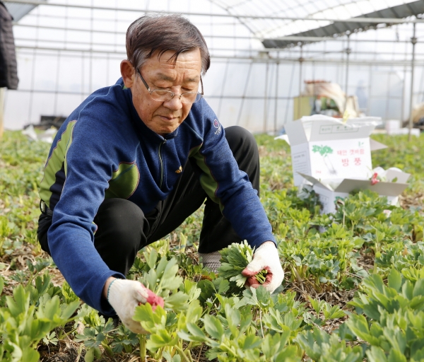 남면 몽산리 한 농가에서 방풍나물을 수확하는 모습.