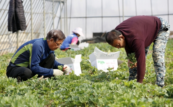 남면 몽산리 한 농가에서 방풍나물을 수확하는 모습.